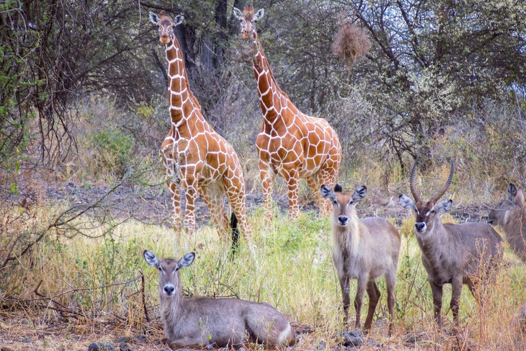 Safári de 7 dias em Amboseli-Bogoria/Baringo-Nakuru e Masai Mara.