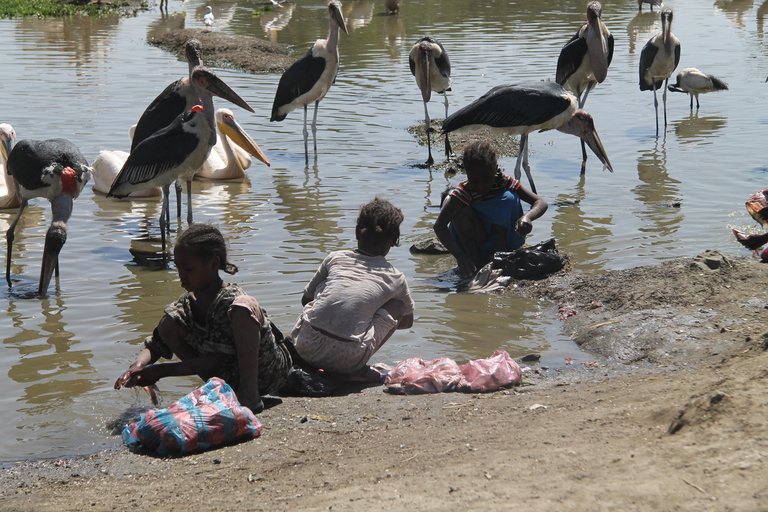 Addis Ababa: 8-Day Bale Mountains Birdwatching Tour