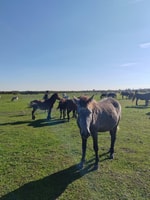 Zasavica Safari Tour - Housity