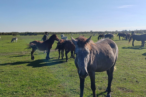 Passeio de safári em Zasavica