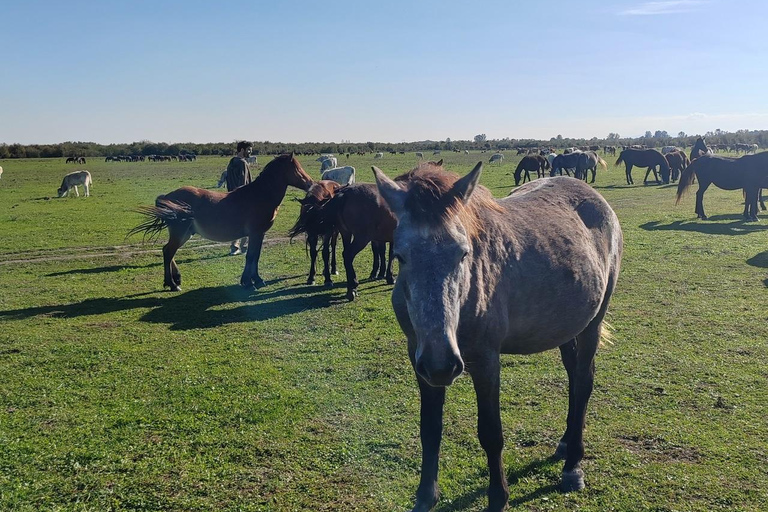 Excursión Safari Zasavica