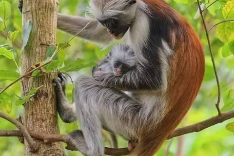 Zanzibar: Jozani Forest, Salaam & Maalum Caves and Sunset