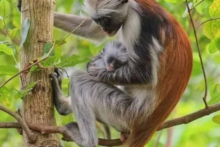 Zanzibar: Jozani Forest, Salaam & Maalum Caves and Sunset