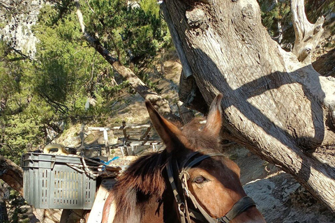 Från Chania: Samaria Gorge med professionell vandringsguide