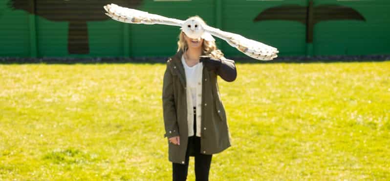 From Dublin: Cliffs of Moher, Bird of Prey & Aillwee Cave