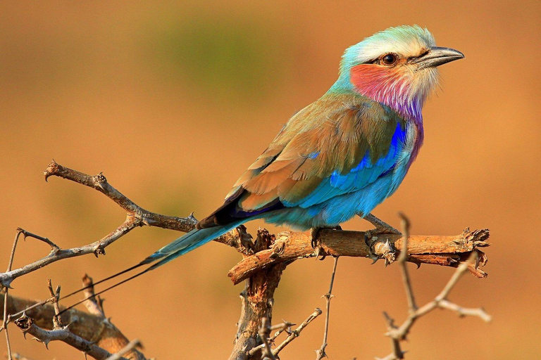 Amboseli: Day Trip in a 4X4 (WiFi & Picnic Lunch Included)