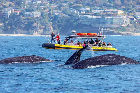Dana Point Schnelles & lustiges Delphin- und Walbeobachten im Zodiac-Stil