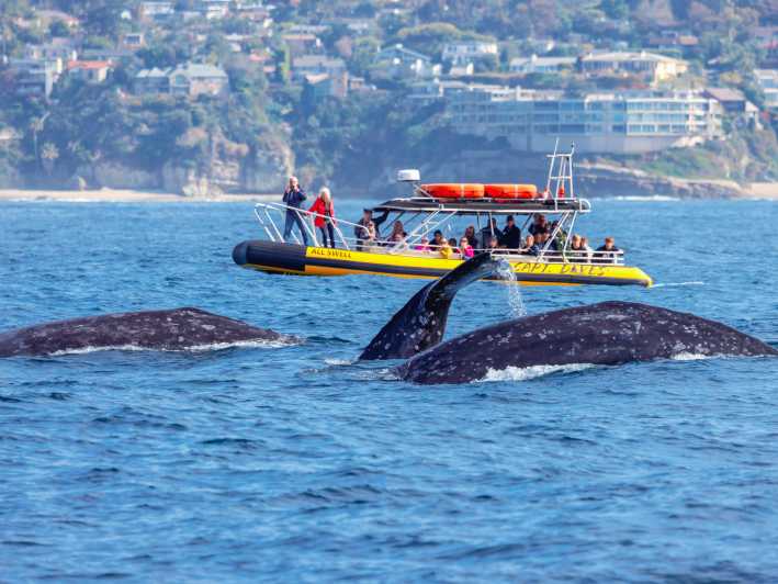 Dana Point Fast & Fun Zodiac-Style Dolphin & Whale Watching