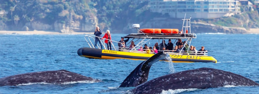 Dana Point Fast & Fun Zodiac-Style Dolphin & Whale Watching (observation des dauphins et des baleines)