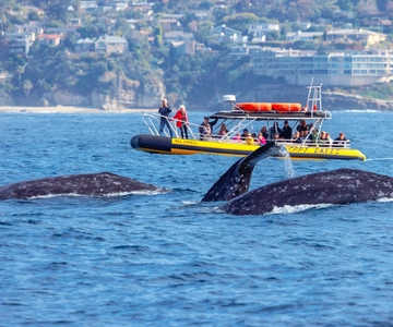 Dana Point Avvistamento veloce e divertente di delfini e balene in stile zodiaco