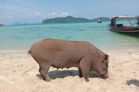 Koh Samui: Pig Island & Koh Tan Snorkeling w/Viewpoint Hike