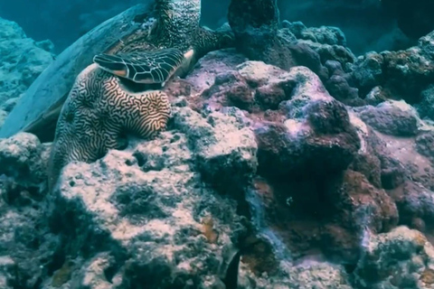 Bohol Dolphin Watching & Sea Turtle Swim Island Hopping Tour Pier – Meet-up Point