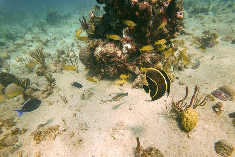 Punta Cana y bayahibe : Catalina Eiland met snorkelen