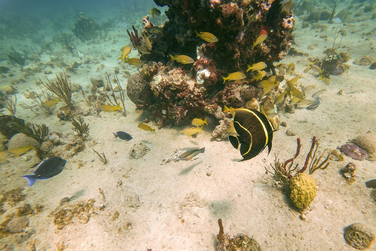 Punta Cana y bayahibe : Île de Catalina avec plongée en apnée