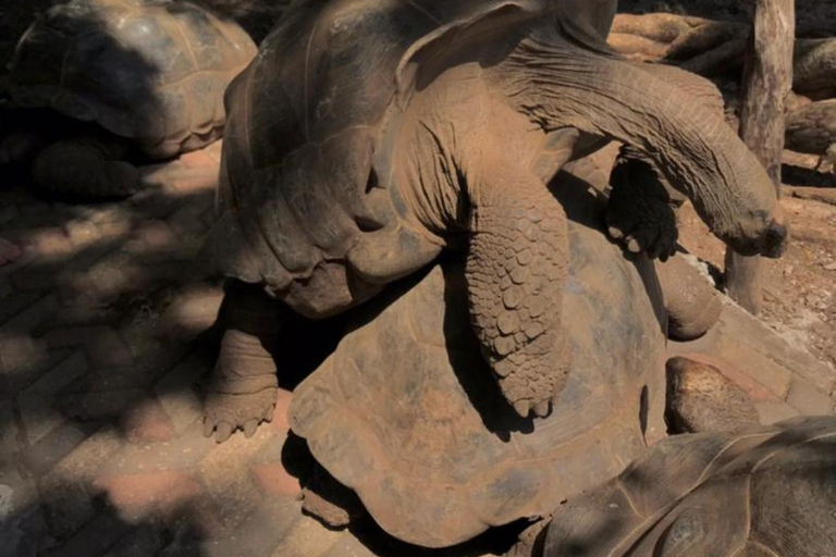 Zanzibar: Wycieczka piesza po Kamiennym Mieście + Wyspa Więzienna i przyprawy