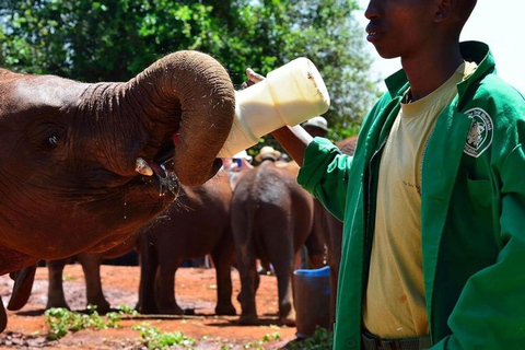 Doświadczenie ze słoniem: David Sheldrick Wildlife Trust