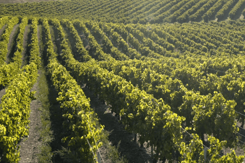 "Nez du Cognac" workshop in Echallat