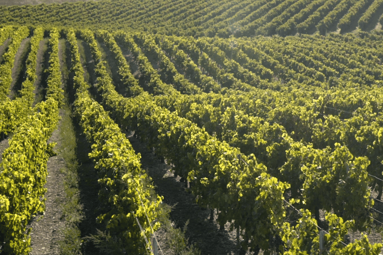 "Nez du Cognac" workshop in Echallat