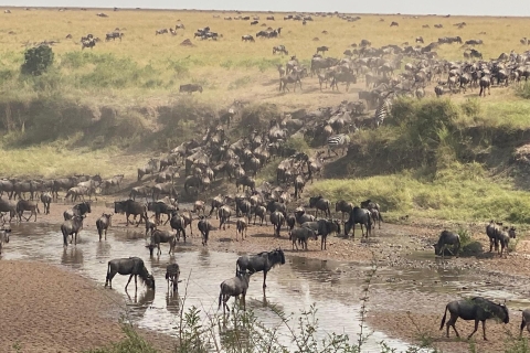 3-dniowe grupowe safari Masaai Mara