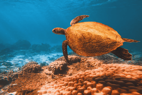 Playa de Qantab: Descubre la experiencia del submarinismo