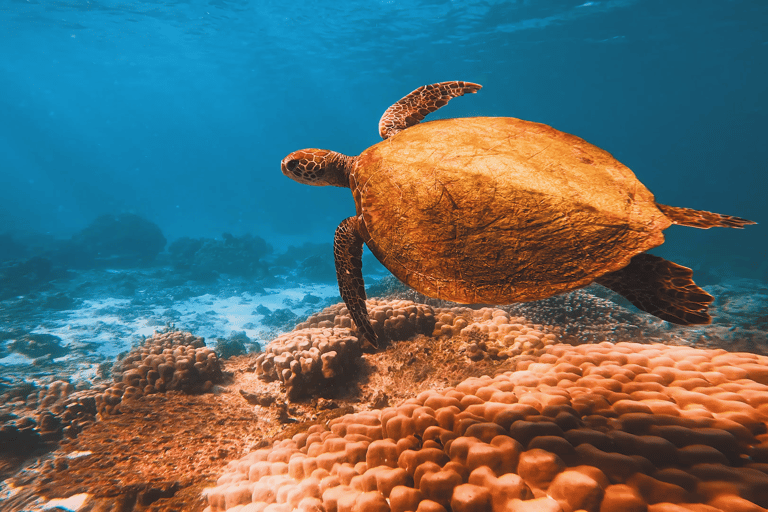 Playa de Qantab: Descubre la experiencia del submarinismo