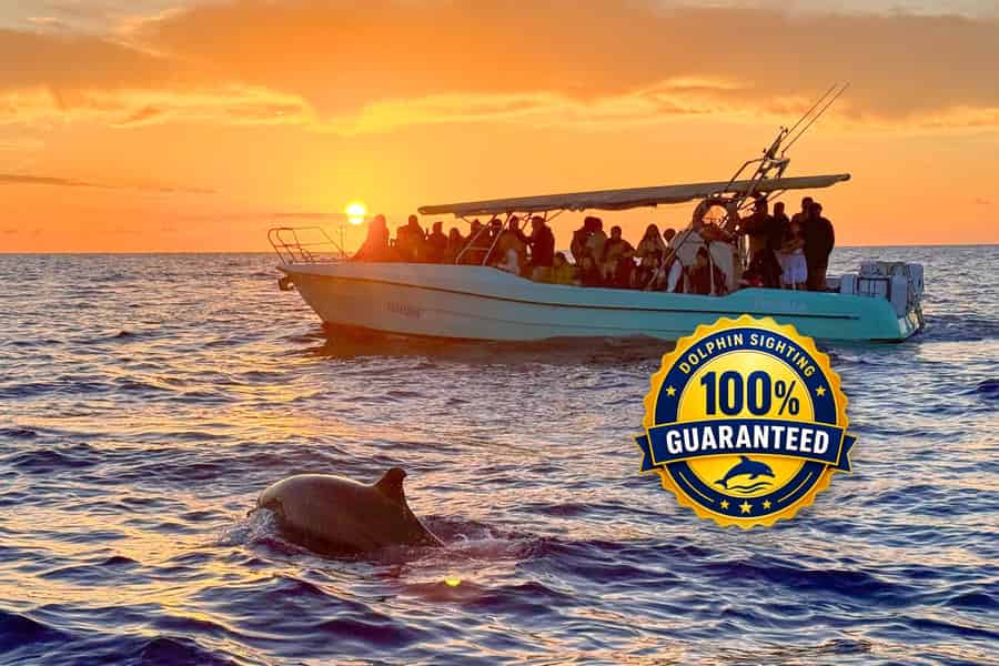 Alcúdia: Delfinbeobachtung bei Sonnenaufgang mit kostenloser Abholung vom Hotel. Foto: GetYourGuide