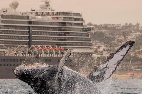 Sunset Whale Watching Cruise in Cabo San Lucas
