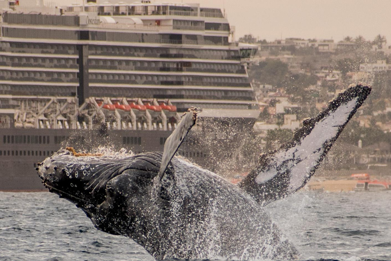 Sunset Whale Watching Cruise in Cabo San Lucas