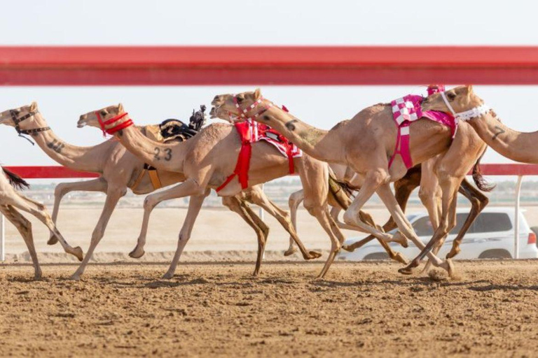 Doha : Visite privée de la piste de course de chameaux et de la côte ouestPiste de course de chameaux et visite de la côte ouest