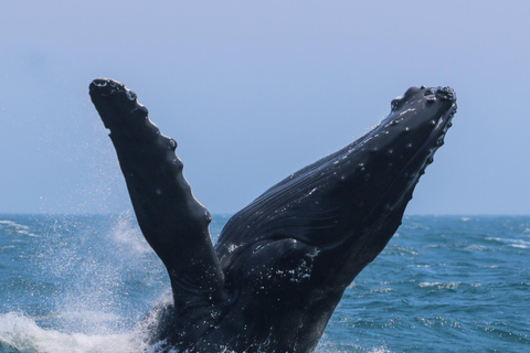 Victoria: 3-stündige Zodiac-WalbeobachtungstourAb Victoria: Whale Watching im Zodiac-Boot