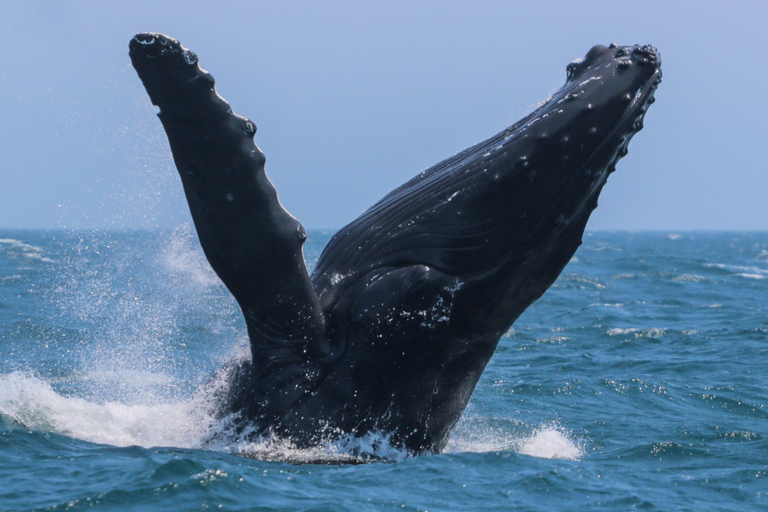 Victoria: 3-stündige Zodiac-WalbeobachtungstourAb Victoria: Whale Watching im Zodiac-Boot