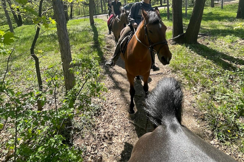 Belgrade: Epic Forest Horseback Riding Tour