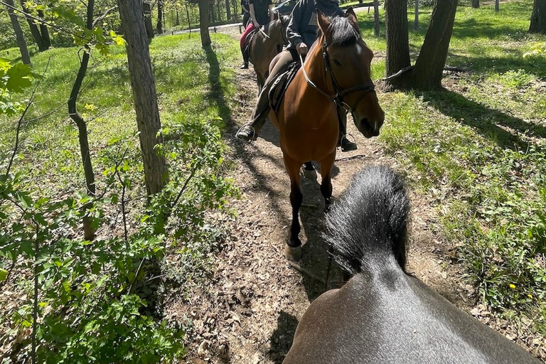 Belgrade: Epic Forest Horseback Riding Tour