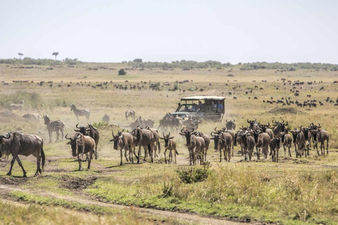 Masai Mara 2 dagars safari från Nairobi