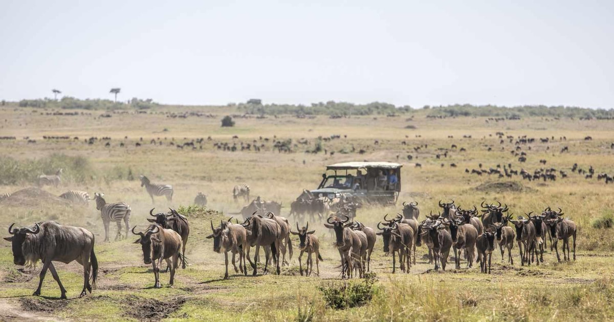 Masai Mara ;Hot Air Balloon Safari &Champagne Breakfast | GetYourGuide