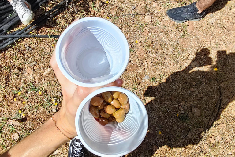 Creta: Esperienza del sentiero delle olive con degustazione e lezione di cucina