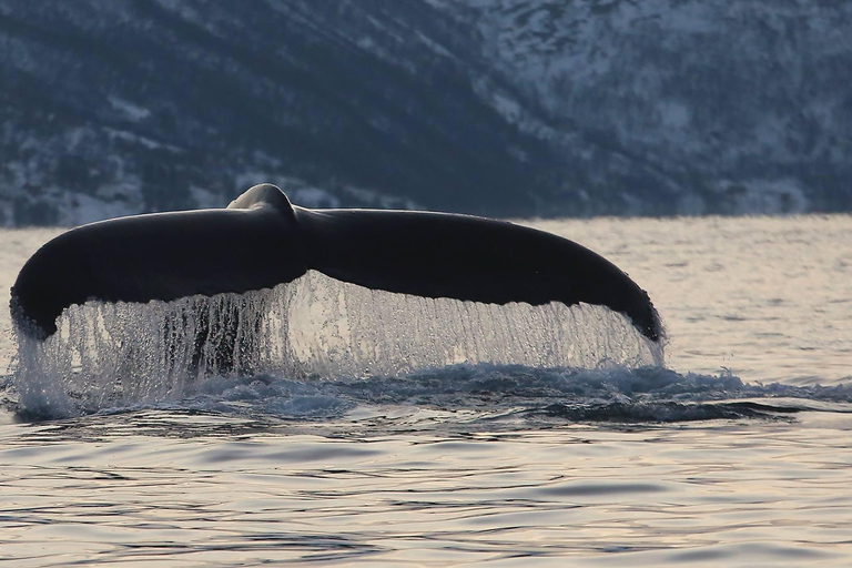 特罗姆瑟：斯凯尔沃伊驾驶舱观鲸之旅特罗姆瑟：斯凯尔沃伊驾驶室船观鲸之旅