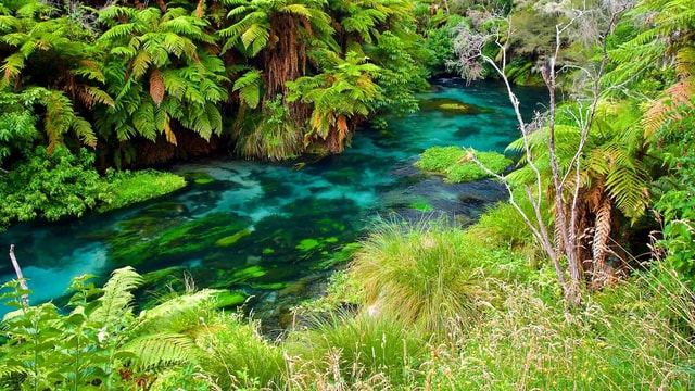 EXCLUSIVE Blue Spring experience half day tour from Auckland