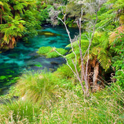Exclusive Blue Spring experience half-day tour from Auckland Exclusive Blue Spring experience half-day tour from Auckland