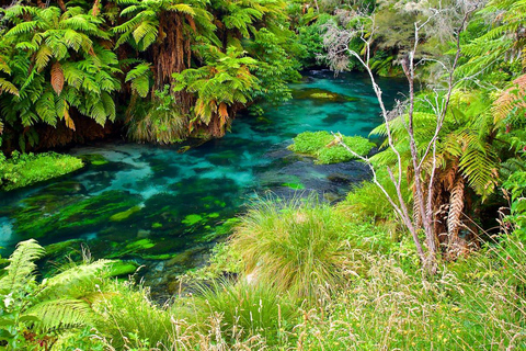 EXCLUSIVE Blue Spring experience half day tour from Auckland