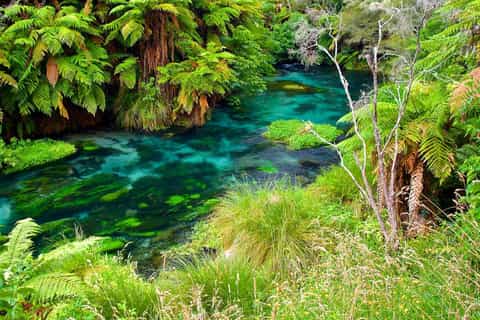 Exclusive Blue Spring experience half-day tour from Auckland - Image 3