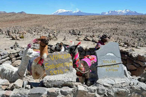 Route Chivay - Puno | Patapampa - wetlands