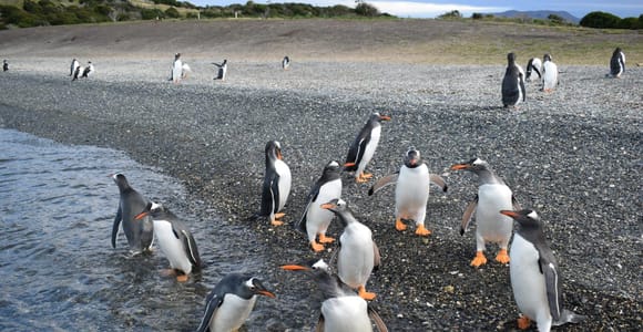 Ushuaia: Avistaje de pingüinos en barco pequeño