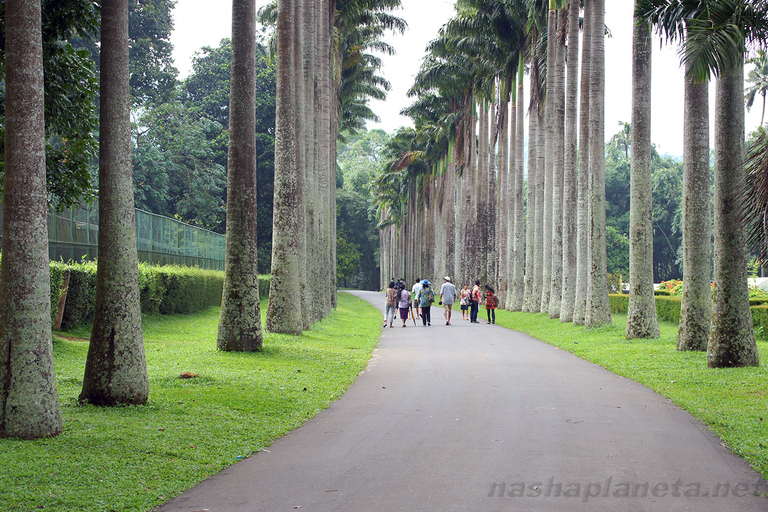 Królewskie ogrody botaniczne Kandy Peradeniya Tuk Sri LankaWycieczka po Królewskich Ogrodach Botanicznych Tuk Tukiem {kierowca - Tharanga}