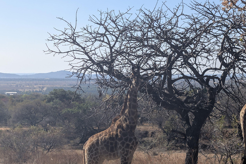 From Maputo to the Wild: Half-Day Kruger Safari