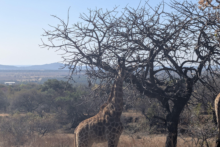 From Maputo to the Wild: Half-Day Kruger Safari
