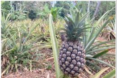 Zanzibar: Wycieczka piesza po Kamiennym Mieście + Wyspa Więzienna i przyprawy