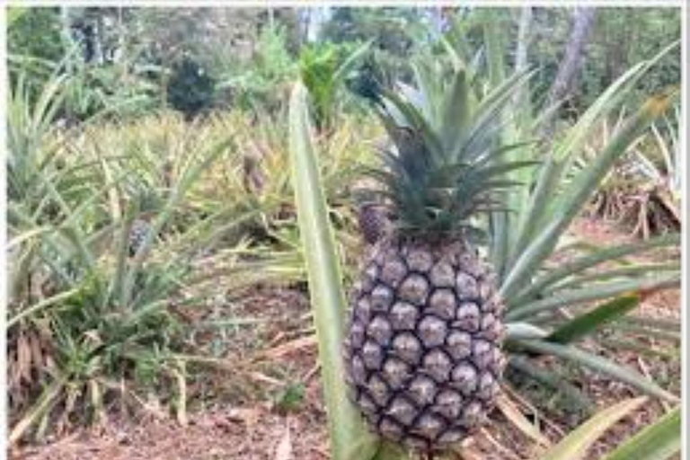 Zanzibar: Wycieczka piesza po Kamiennym Mieście + Wyspa Więzienna i przyprawy