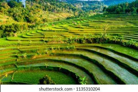 Yogyakarta; waterfall and terraced rice fields