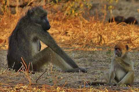 Victoria Falls: Chobe National Park Day Trip with Lunch